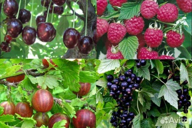 Продажа кустов