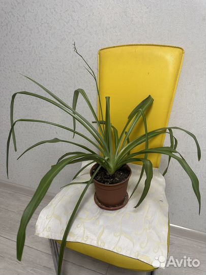 Хлорофитум