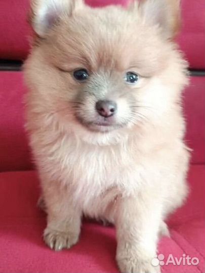 Щенок мини шпиц