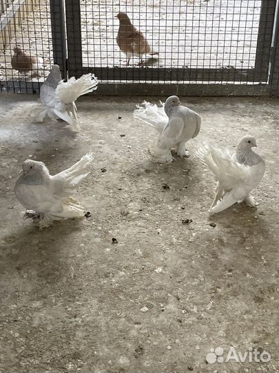 Статные голуби