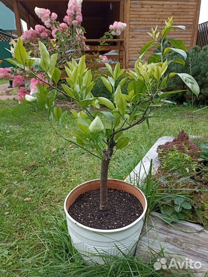 Комнатные растения