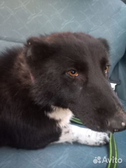 Собака в добрые руки