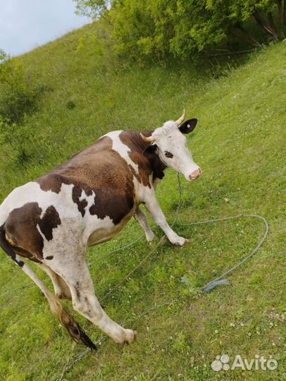 Корова дойная с теленком