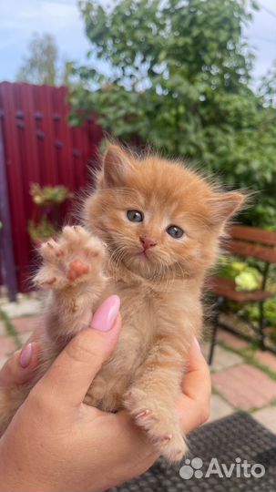 Отдадим котят в добрые руки