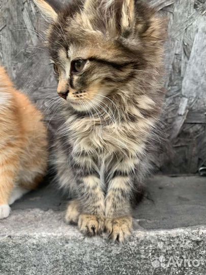 Кошка в дар