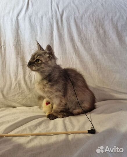 Кошка ищет дом