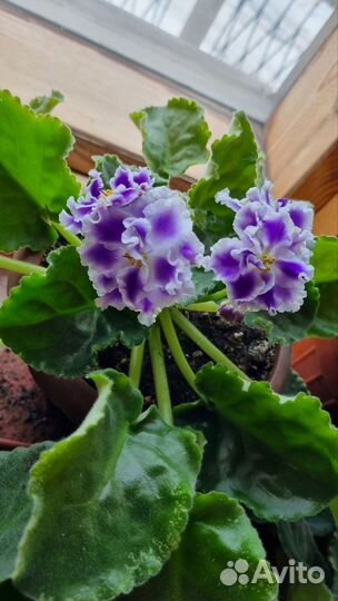 Комнатные цветы