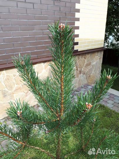 Саженцы сосны 1,0-1,3м посадка под ключ