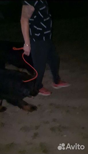 Дрессировка собак, специалист по поведению собак