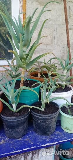 Алоэ столетник