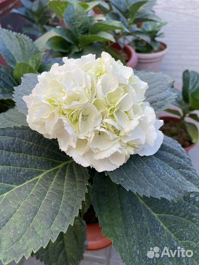 Гортензия крупнолистная саженцы