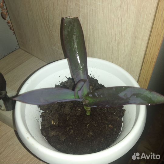 Традесканция