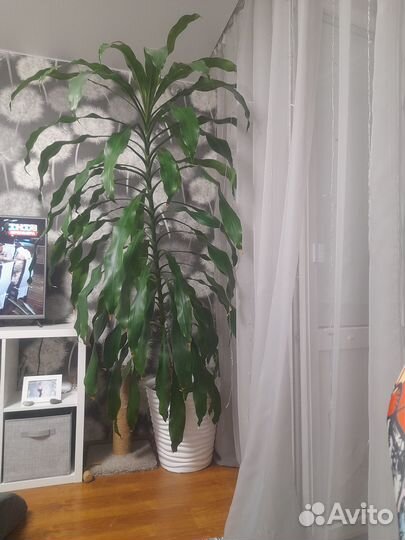 Пальма юкка