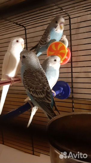 Птенцы волнистые попугаи возраст 40 дней