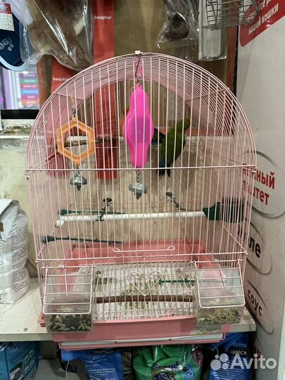 Попугаи неразлучники