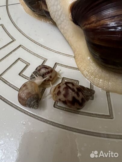 Улитята ахатина альбино ретикулята