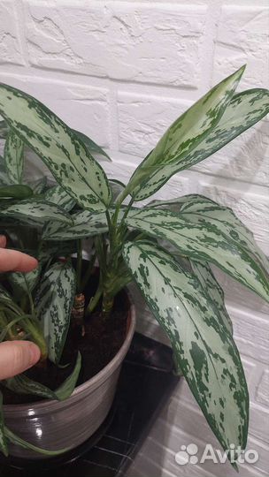 Аглаонема, араукария,замиокулькас,алоказия,монстер