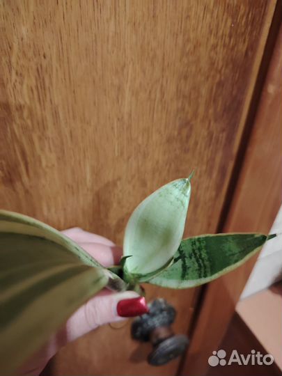 Сансевьерия Snow White