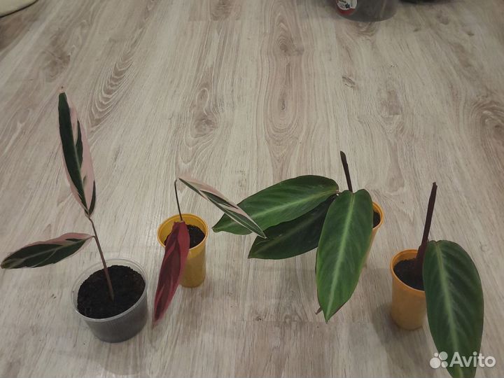 Строманта,хлорофитум и другие цветы,поделюсь