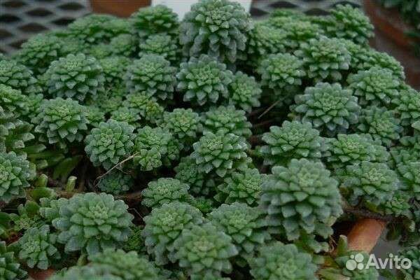 Эуфорбия Лактея Кристато корнесобственная