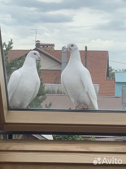 Белые голуби для свадеб