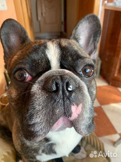 Вязка Французский бульдог