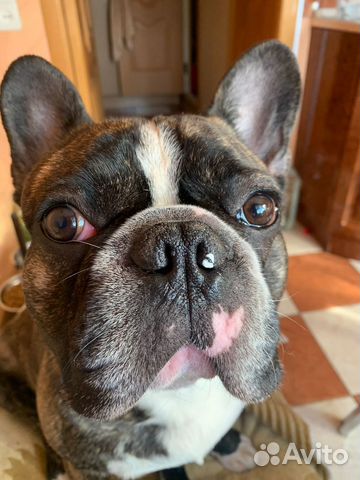 Вязка Французский бульдог