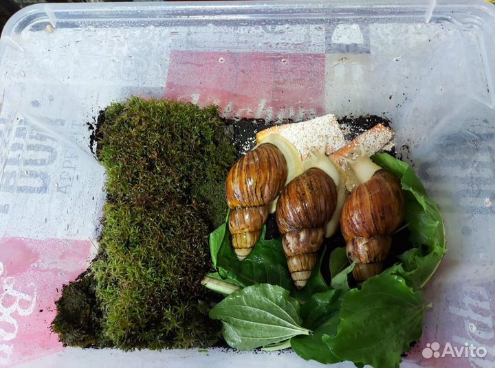 Улитки ахатины