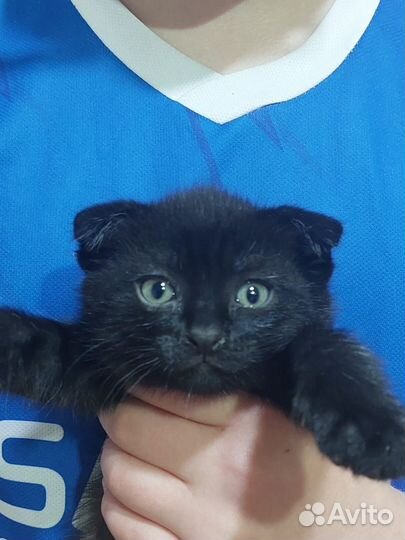 Вислоухая кошечка