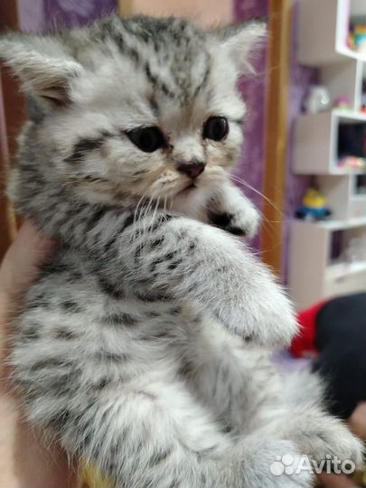 Шотландские котята