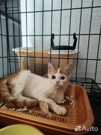 Султан 3 мес