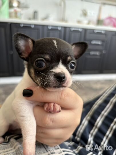 Милые чишки