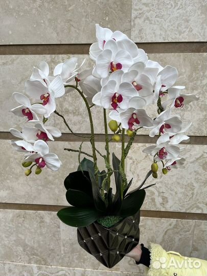 Орхидеи декоративные