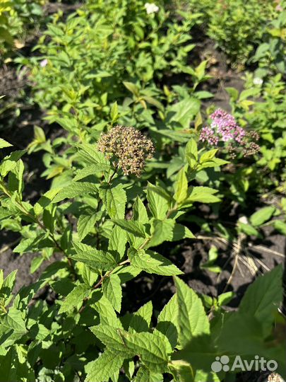 Растения для сада