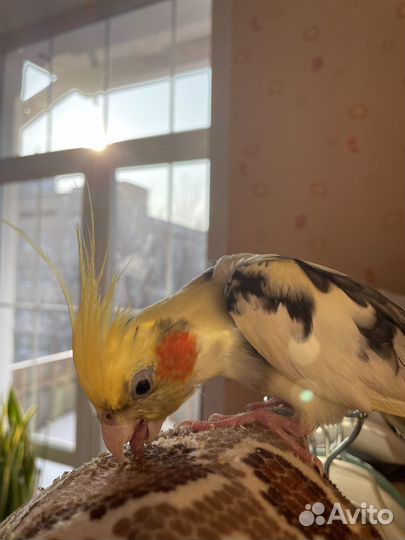 Мальчик - попугайчик корелла