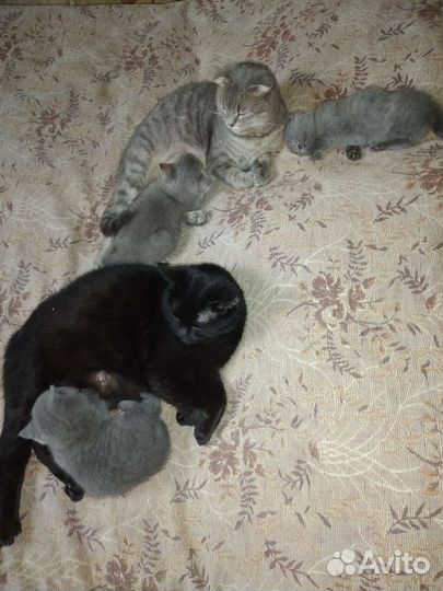 Котики и кошечки и котята