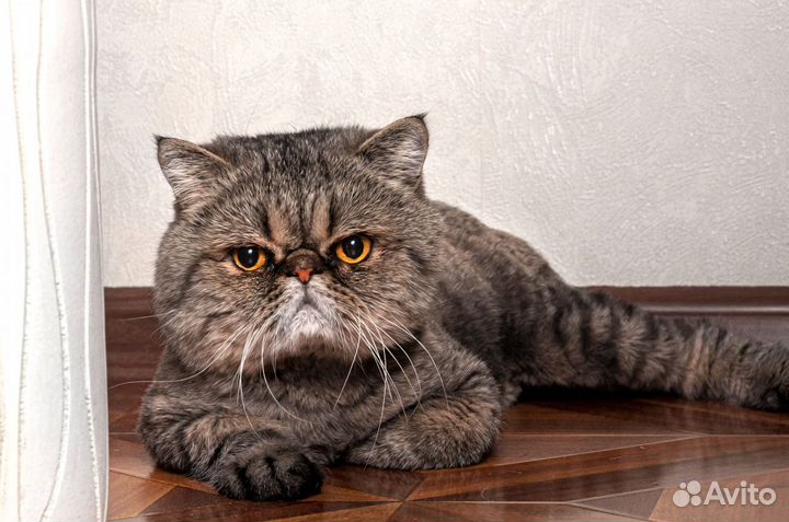 Кот Клементий ищет дом