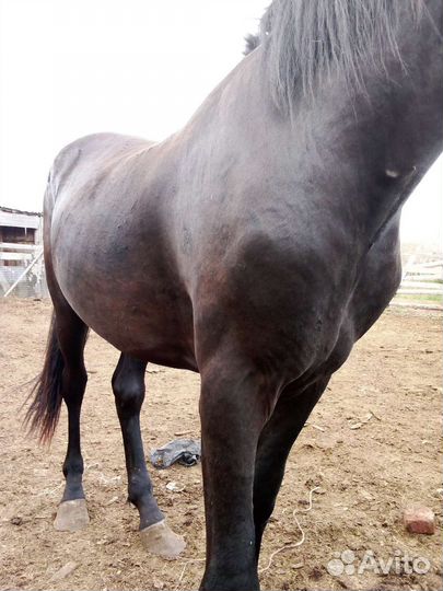 Продам жеребчика 2 года
