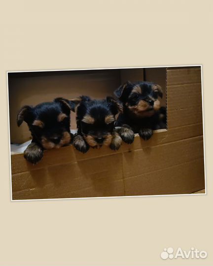 Йоркширский терьер щенки