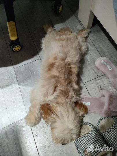 Щенок в добрые руки