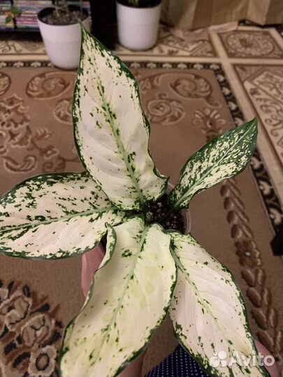 Аглаонема super white