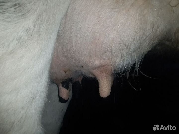 Корова первотелка