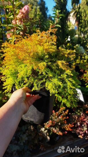 Туя Фаер Чиф