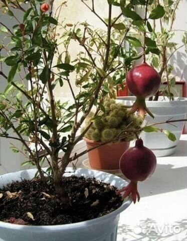 Гранат комнатный Нар-Ширин