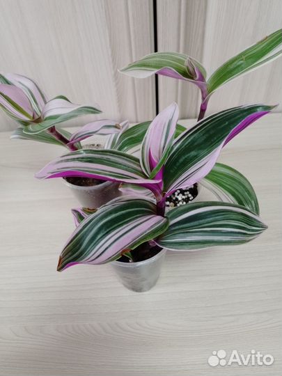 Комнатные домашние растения