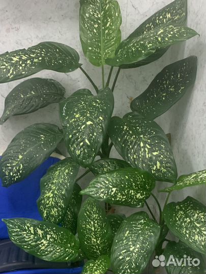 Диффенбахия