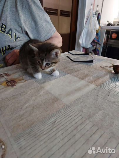 Котенок бесплатно мальчик