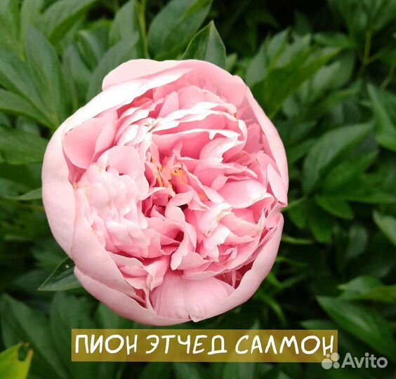 Пионы саженцы корни