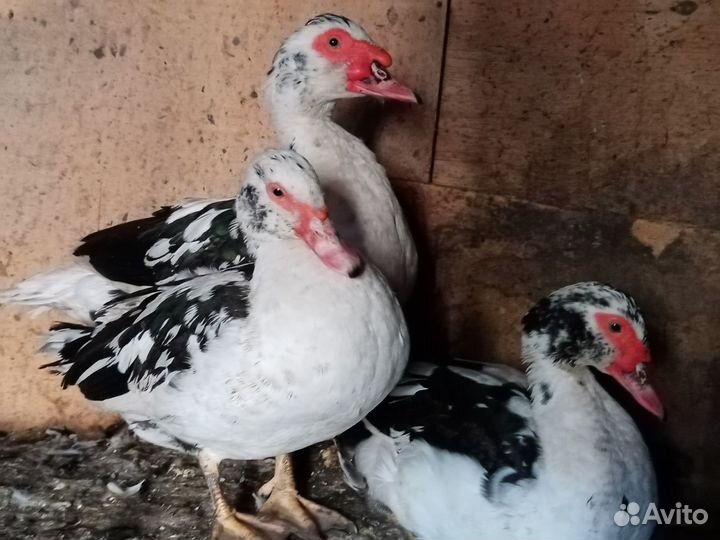 Голубые мускусные утки