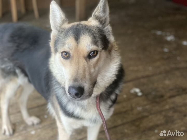 Отдаю собаку Умку в добрые руки